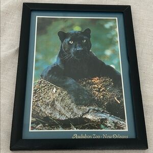 Vintage black panther cat Framed Print Audubon Zoo New Orleans Aaron Brothers